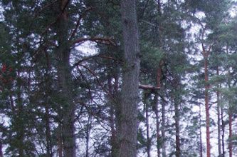 Kuva: Pirkko Hakulinen.